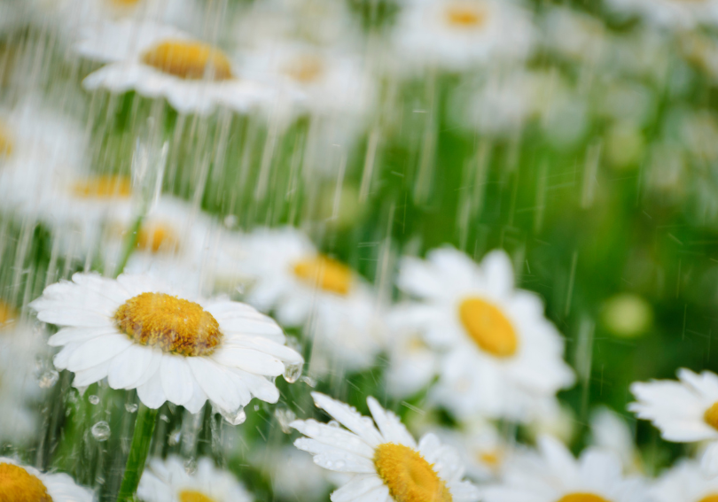 Showers to Flowers Stay Focused on Your LongerTerm Goals The